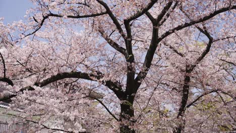 Large-Japanese-cherry-tree-blooms-against-a-beautiful-blue-sky-in-Japanese-city