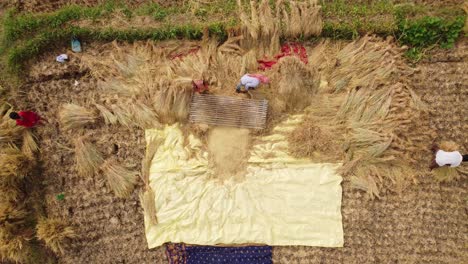 Boro-Paddy-Wird-Im-Sommer-In-Asiatischen-Ländern-In-Großen-Mengen-Angebaut