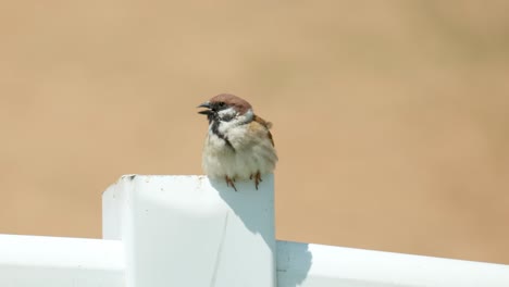 House-Sparrow-On-Fence-With-Brown-Background-Then-Fly-Away