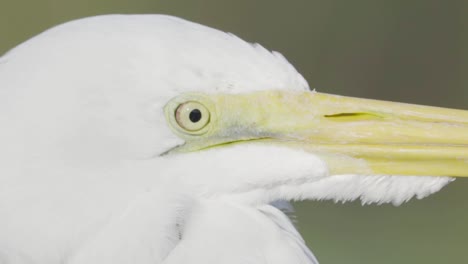 Great-white-egret-close-up-while-turning-head