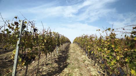 Wide-shot-through-vineyard-in-autumn-on-a-beautiful-sunny-day-with-blue-sky