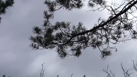 Wind-swinging-pine-tree-and-clouds-zoomed-in