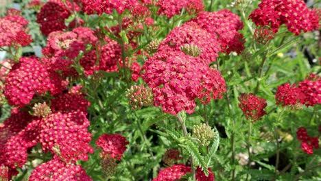 Achillea-summer-wine-forming-a-perennial-clump-of-feathered-dark-green-foliage