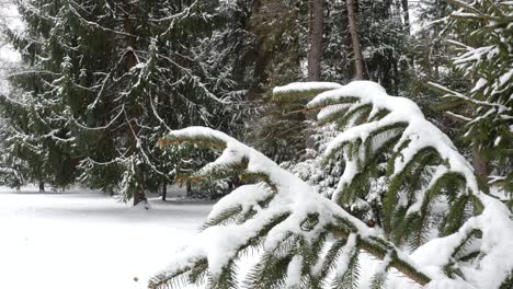 Nieve-En-árboles-De-Hoja-Perenne