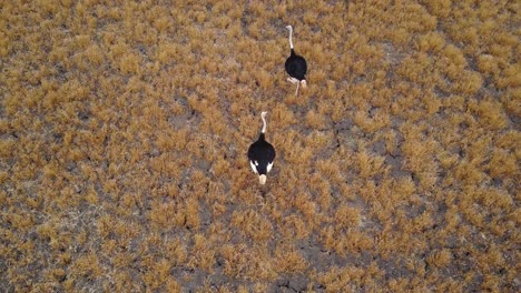 Luftaufnahme-Aus-Der-Vogelperspektive-Von-Zwei-Straußen,-Die-Durch-Die-Trockene-Afrikanische-Savanne-Wandern