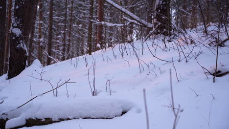 Ein-Sonnenstrahl-Wirft-Orange-Farbe-Gegen-Schnee-Mitten-Im-Wald