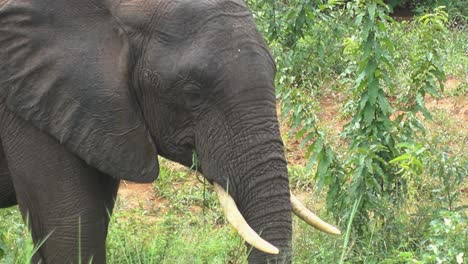 Coole-Nahaufnahme-Eines-Großen-Wilden-Afrikanischen-Elefanten,-Der-Gras-Frisst