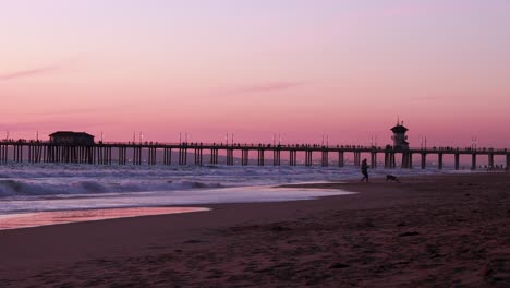 A-woman-walks-her-dog-on-vacation-at-the-beach-during-a-gorgeous-yellow,-orange,-pink-and-blue-sunset-with-the-Huntington-Beach-Pier-in-the-background-at-Surf-City-USA-California