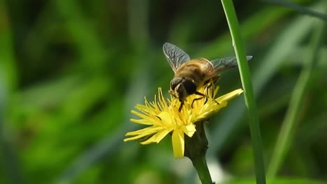 Biene-Sammelt-Pollen-An-Einem-Windigen-Frühlingstag