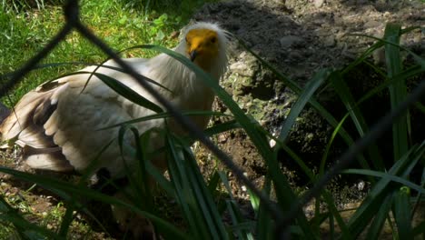 Schmutzgeier-Trinkt-Und-Schaut-Sich-Um