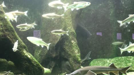 Close-up,-View-of-fish-in-the-aquarium-at-the-Zoo