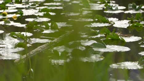 Lilly-pads-in-mountain-lake-with-tall-grass