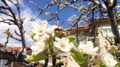 Frühling-Mit-Blumen-Und-Bienen