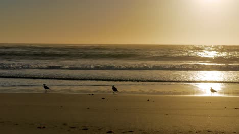 Few-seagulls-fly-off-during-golden-sunset-reflecting-off-wet-beach-sand
