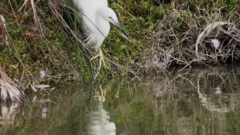 SLOW-MOTION-Little-Egret-catching-a-fish-in-a-pond