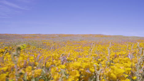 Sanftes-Schwenken-Entlang-Der-Gelben-Mohnblumen-Im-Antelope-Valley-Poppy-Reserve-In-Lancaster,-Kalifornien