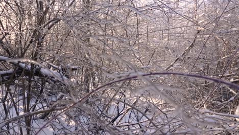 A-close-up-of-a-huge-cluster-of-branches-of-trees-and-bushes-covered-completely-in-ice-from-frozen-rain