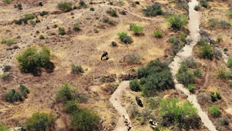 Langsame-Rotation-Aus-Der-Luft,-Sehr-Hoher-Winkel-Auf-Einer-Kleinen-Herde-Von-Wildpferdestuten-Und-Ihren-Fohlen,-Die-In-Der-Wüste-Grasen,-Mcdowell-Mountain-Preserve,-Scottsdale,-Arizona