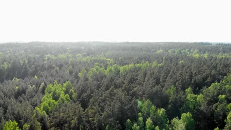 Aerial-track-shot-of-Boreal-polish-forest-in-Eastern-Europe