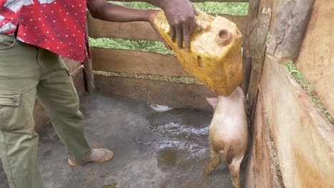 Hombre-Africano-Echando-Agua-A-Un-Cerdo-Cansado-Y-Caliente-En-Una-Pocilga-En-El-África-Rural