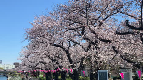 Flores-De-Cerezo-Junto-Al-Río-Sumida-Con-Lámpara-De-Papel-Japonesa-En-El-Parque-Sumida