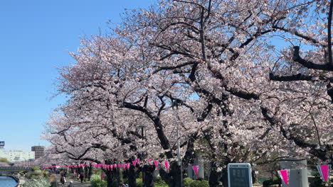 Cherry-blossoms-alongside-the-Sumida-River-with-Japanese-paper-lamp-at-Sumida-Park