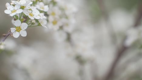 Delicate-small-flowers-in-closeup-with-selective-focus
