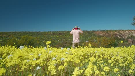 Young-man-walks-through-a-field-of-swaying-Pompom-Everlasting-wildflowers-in-Coalseam-Conservation-Park