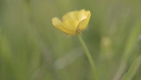 Butterblumenblume-Im-Wiesenmakro