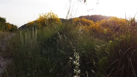 Wilde-Natur-Grüne-Und-Gelbe-Pflanzen-Auf-Einem-Hügel-Bei-Sonnenuntergang-Schwenken-Bis-Zum-Blauen-Himmel