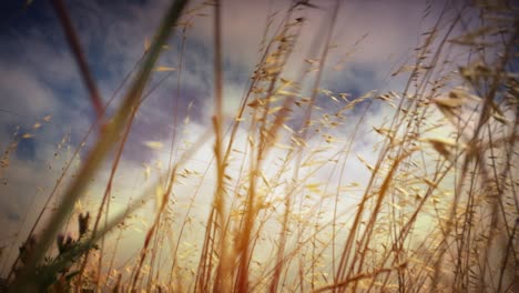 Cinematic-tilt-scene-of-Golden-Wild-dry-grass-cereal-plant---wild-oats-growing-wild-blowing-in-strong-wind