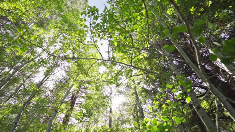 Slow-Motion-Ultra-Wide-of-Sun-Flashing-Through-Aspen-Trees