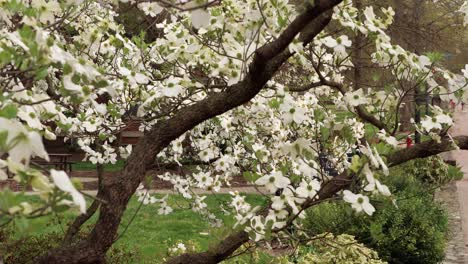 Dogwood-trees-at-peak-bloom-on-Raleigh-St,-in-Chapel-Hill,-NC,-on-the-campus-of-the-University-Of-North-Carolina-at-Chapel-Hill