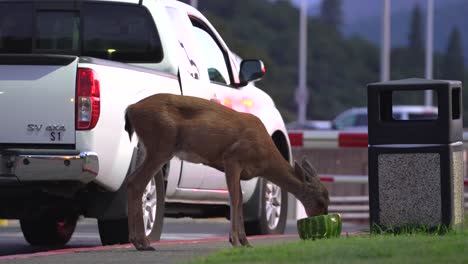 A-female-deer-eating-watermelon-left-by-park-visitors