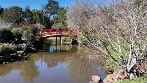 High-shot-red-bridge-over-pond,-Ju-Raku-En-Japanese-Garden,-Toowoomba,-Australia