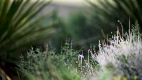 Rack-focus-from-desert-plants-to-a-purple-desert-flower-at-red-rock-canyon-during-the-day-time-in-las-vegas