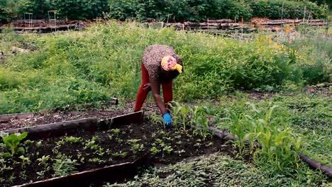 Woman-Weeding-in-Communal-Garden