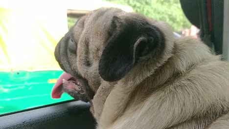 Lindo-Cachorro-Pug-Disfrutando-De-Un-Paseo-En-Coche