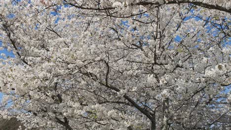 Weißer-Hartriegelblütenbaum-Weht-Im-Wind