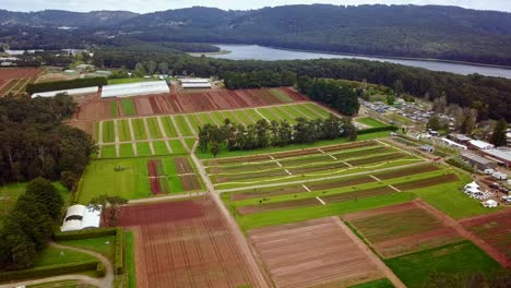 Left-to-right-panning-aerial-view-of-the-Tesselaar-Tulip-Festival,-Victoria,-Australia