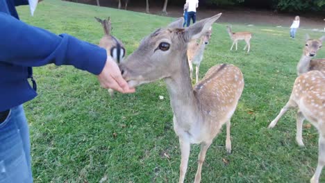 Deers-are-not-shy