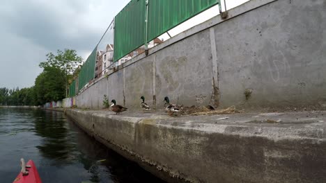 Ducks-walking-on-enbankment-of-Gdańsk-old-town-seen-from-kayak