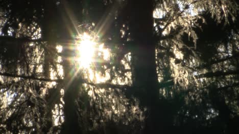 Terrible-Bosque-De-Abetos-Con-Luz-Solar