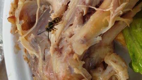 4K-Vertical-from-Samsung-S9-phone,-aggressive-hungry-yellow-jacket-trying-to-tear-a-piece-of-meat-from-a-piece-of-chicken-on-a-picnic-plate,-shot-at-60FPS,-exported-at-24FPS