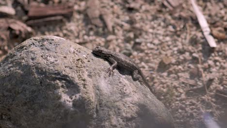 Quick-portrait-of-beautiful-lizard-laying-on-a-rock-in-the-California-desert