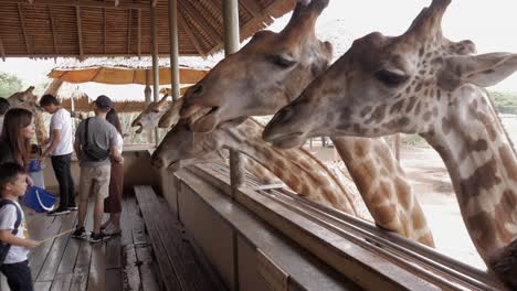 A-girl-in-a-black-hat-pets-a-giraffe-while-feeding-it-with-bananas