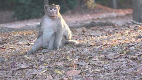 Wide-Shot-of-a-Big-Monkey-Sitting-in-the-Center-of-the-Shot-Looking-Around-While-Other-Monkeys-are-in-the-Background