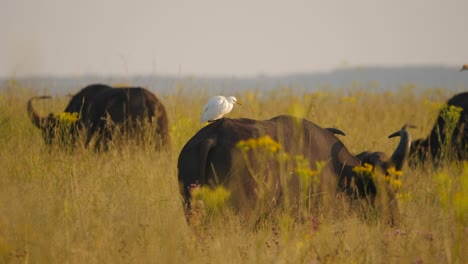A-panoramic-shot-of-a-Cattle-Egret-sitting-atop-a-male-Cape-Buffalo,-revealing-their-symbiotic-relationship
