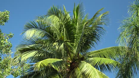 Beautiful-Palm-Tree-in-Chiang-Mai-Thailand