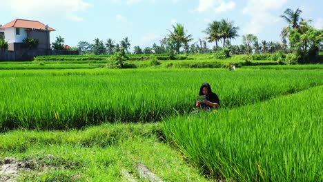 Tourist-girl-reading-information-flyer-about-Balinese-island,-sitting-in-the-middle-of-green-rice-field